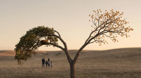 Illustration symbolique d'un arbre aux deux branches representant l'epargne retraite et la protection de la famille en cas de deces